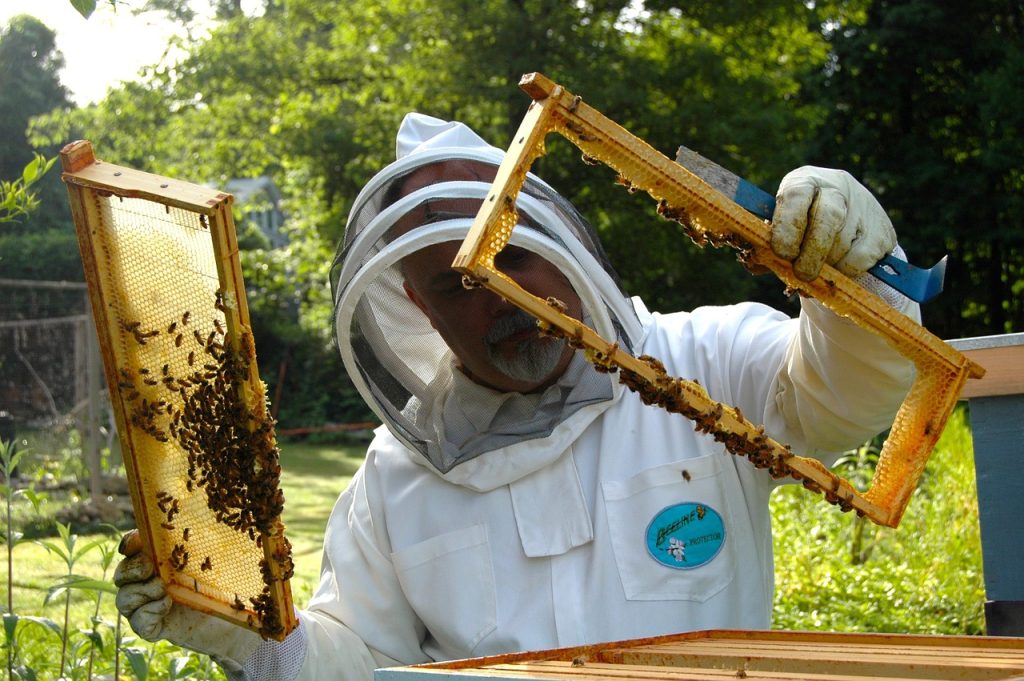 beekeeper, hive, inspection-682943.jpg